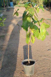 توت فالسا ١متر ونص