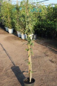 ملكة النهار فواحة ١متر ونص