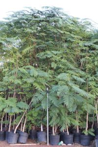 بنسيانا ٣ امتار