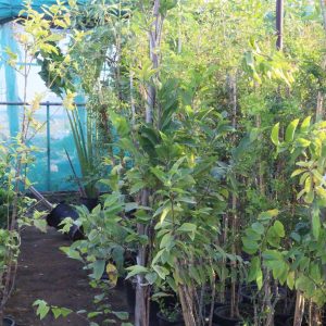 شريفة قشطة ٢متر