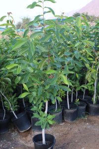 شتلة زام ١متر ونص